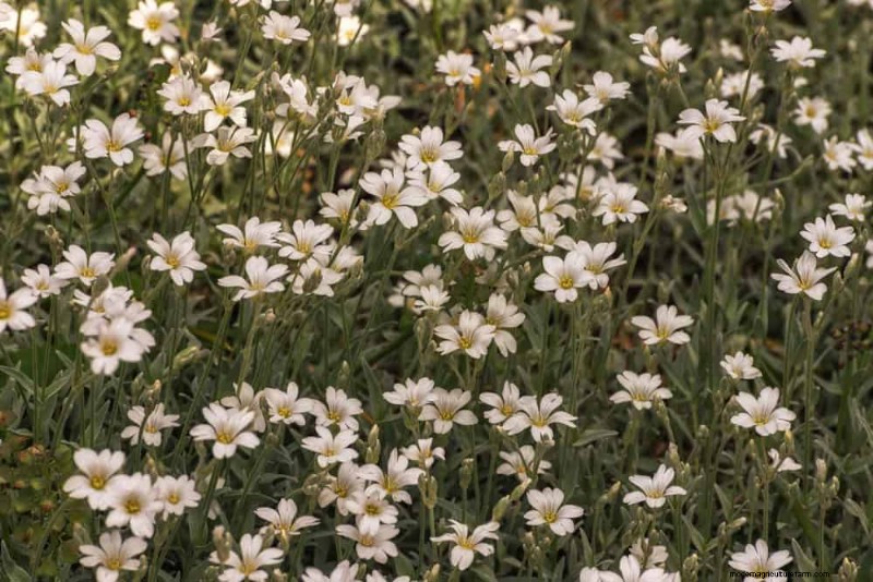 Top 22 Ground Cover Plants for a Beautiful Spring Garden