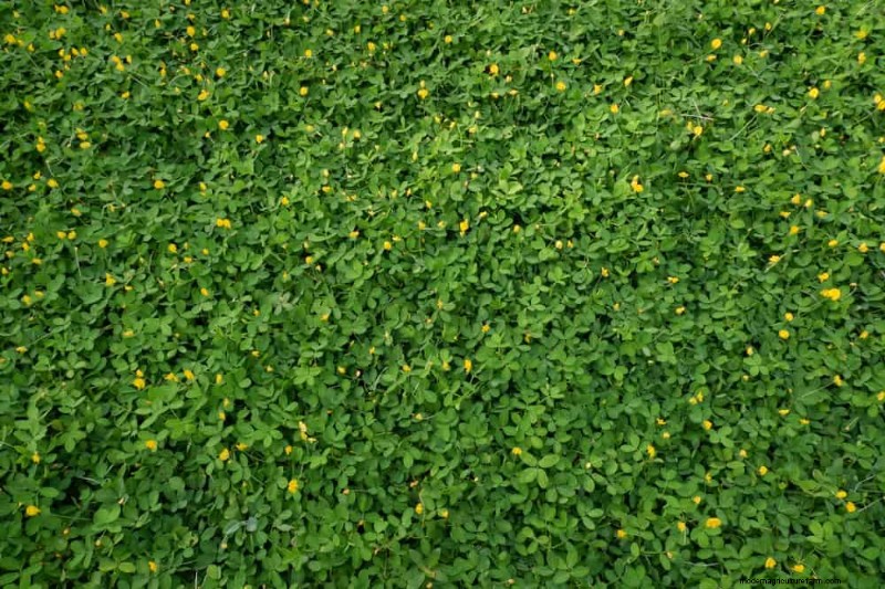 Top 22 Ground Cover Plants for a Beautiful Spring Garden