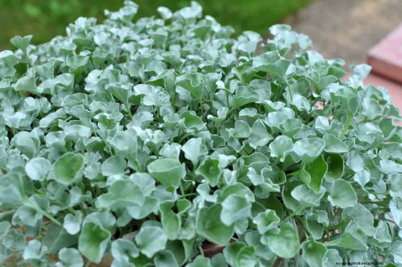 Top 22 Ground Cover Plants for a Beautiful Spring Garden