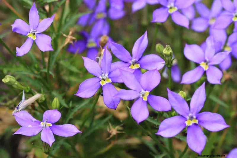 Top 22 Ground Cover Plants for a Beautiful Spring Garden