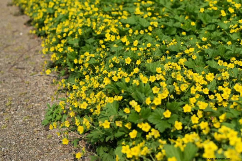 Top 22 Ground Cover Plants for a Beautiful Spring Garden