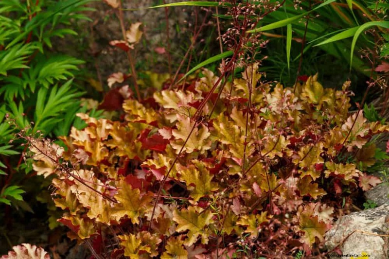 Top 22 Ground Cover Plants for a Beautiful Spring Garden