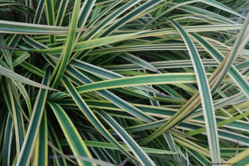 Top 22 Ground Cover Plants for a Beautiful Spring Garden