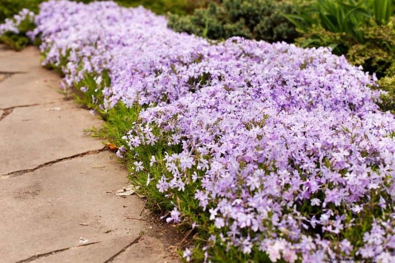 Top 22 Ground Cover Plants for a Beautiful Spring Garden