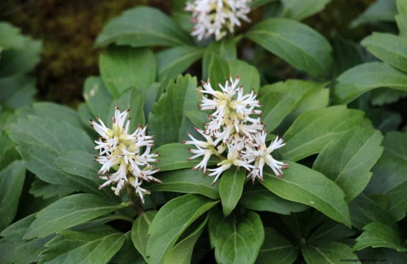 Top 22 Ground Cover Plants for a Beautiful Spring Garden