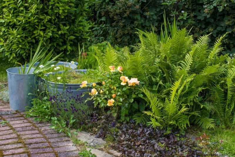 Top 22 Ground Cover Plants for a Beautiful Spring Garden