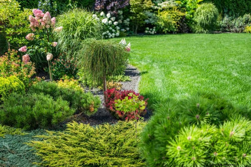 Top 22 Ground Cover Plants for a Beautiful Spring Garden