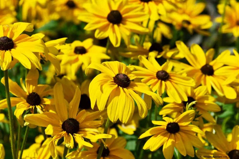 Best Flowering Plants for Zone 7: Year-Round Blooms