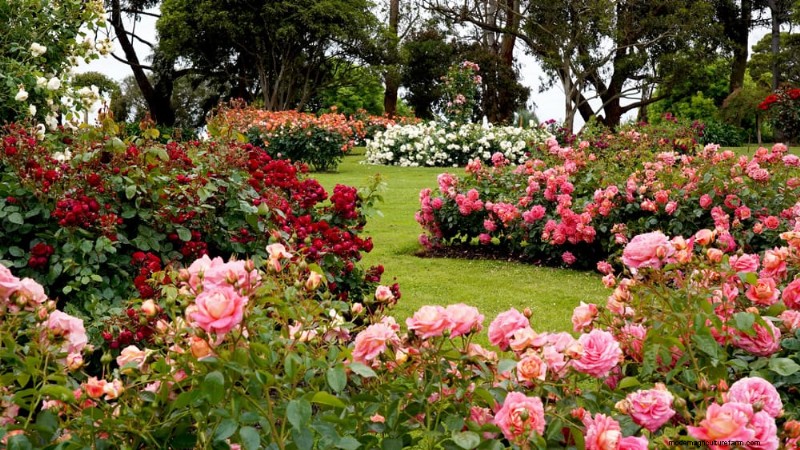 Best Flowering Plants for Zone 7: Year-Round Blooms