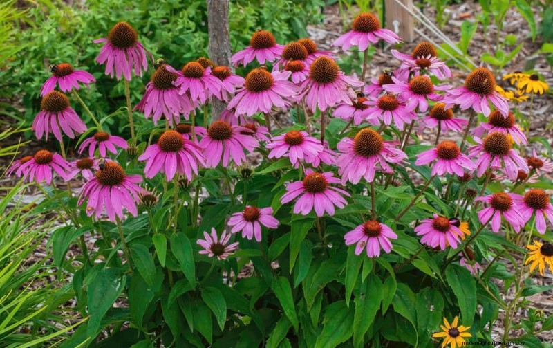 Best Flowering Plants for Zone 7: Year-Round Blooms
