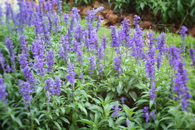 Best Flowering Plants for Zone 7: Year-Round Blooms