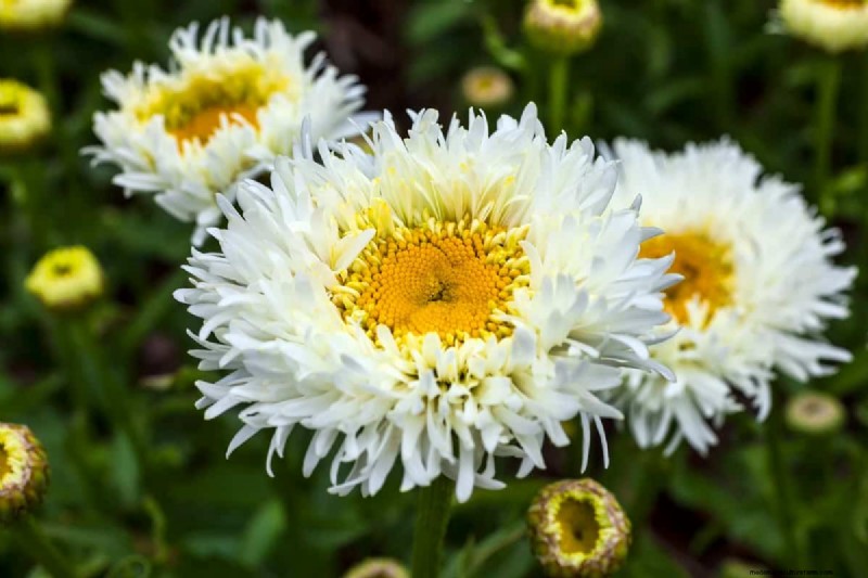 Best Flowering Plants for Zone 7: Year-Round Blooms