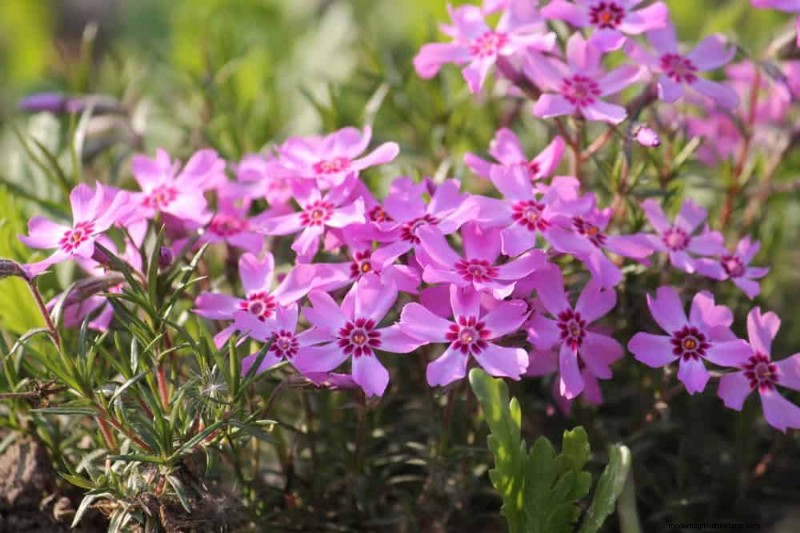 Best Flowering Plants for Zone 7: Year-Round Blooms