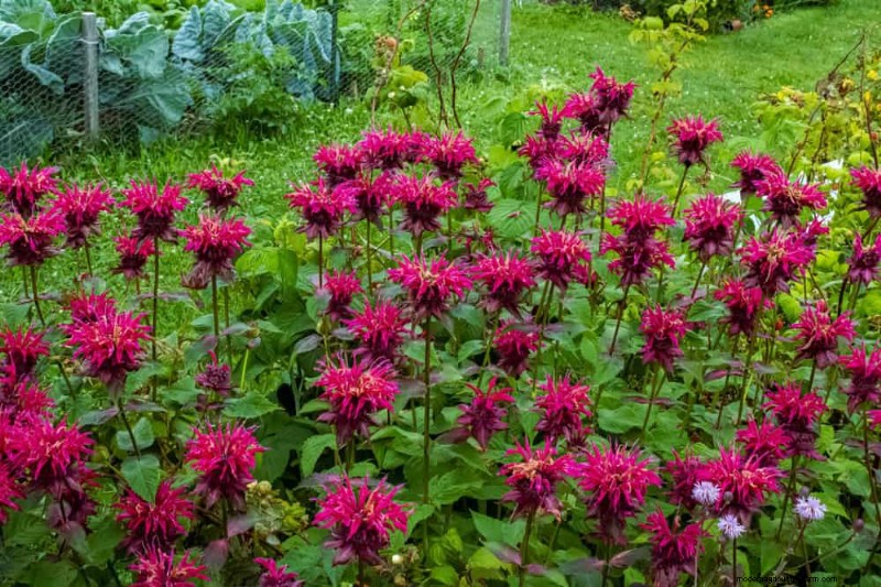 Best Flowering Plants for Zone 7: Year-Round Blooms