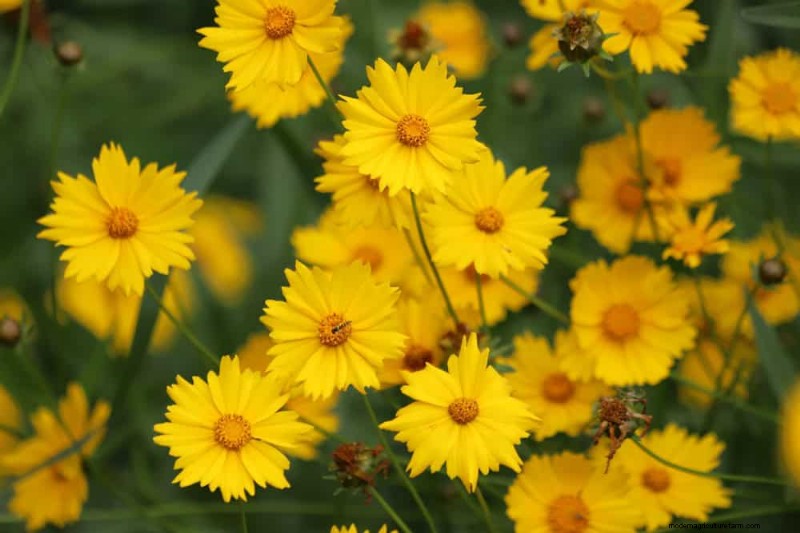 Best Flowering Plants for Zone 7: Year-Round Blooms