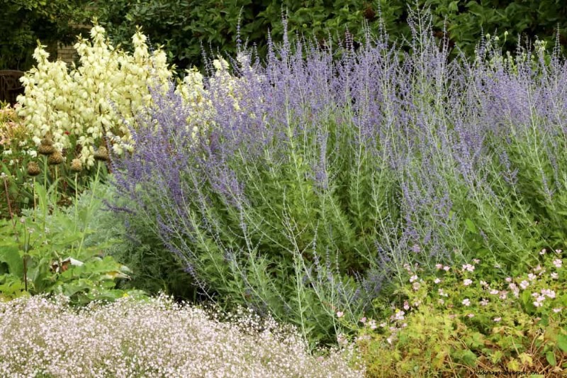 Best Flowering Plants for Zone 7: Year-Round Blooms