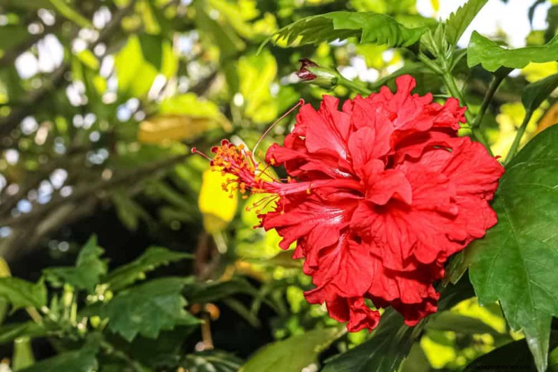 Best Flowering Plants for Zone 7: Year-Round Blooms