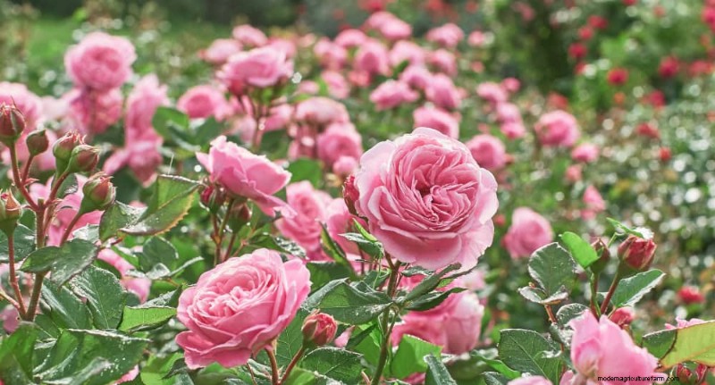 Best Flowering Plants for Zone 7: Year-Round Blooms