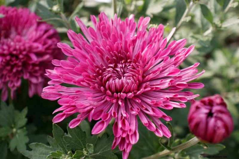 Best Flowering Plants for Zone 7: Year-Round Blooms