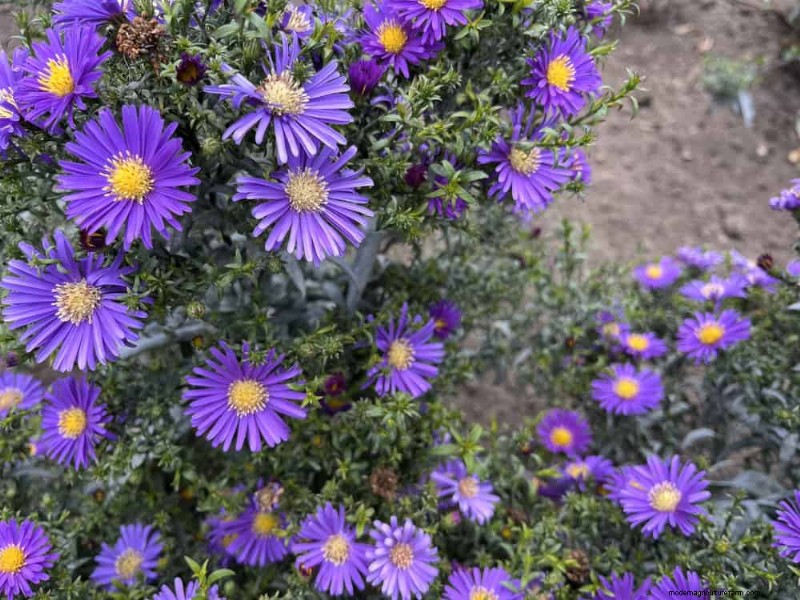 Best Flowering Plants for Zone 7: Year-Round Blooms