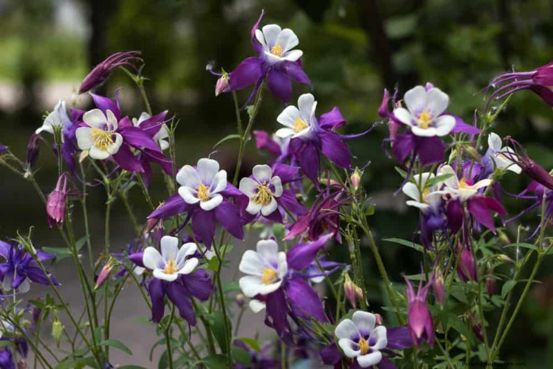 Best Flowering Plants for Zone 7: Year-Round Blooms