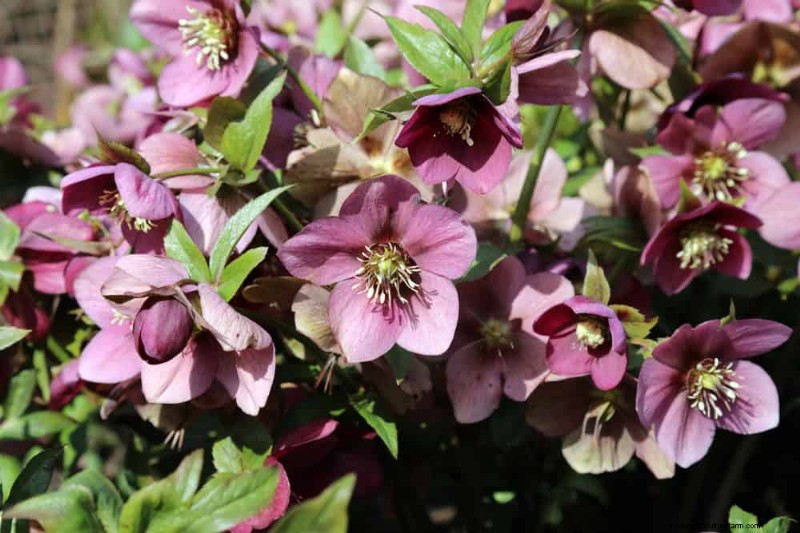 Best Flowering Plants for Zone 7: Year-Round Blooms