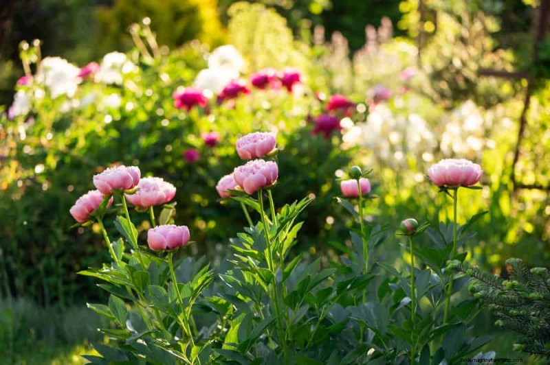 Best Flowering Plants for Zone 7: Year-Round Blooms