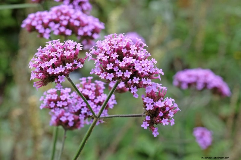 Best Flowering Plants for Zone 7: Year-Round Blooms