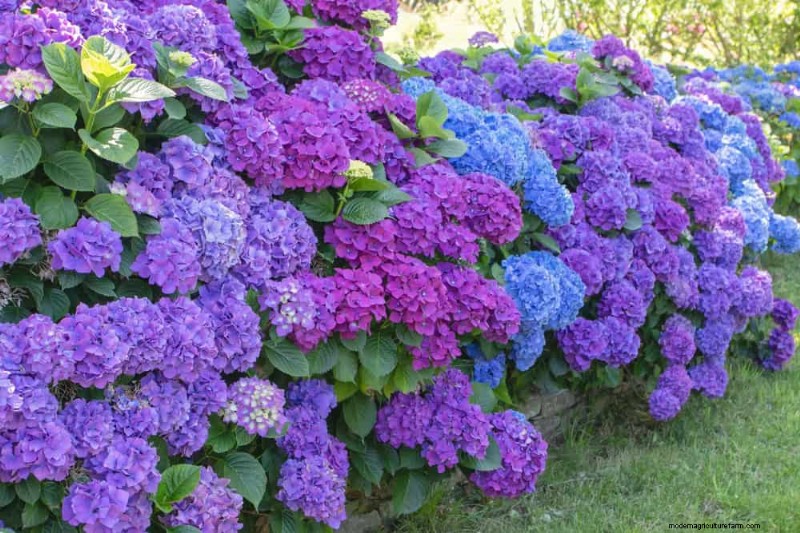 Best Flowering Plants for Zone 7: Year-Round Blooms
