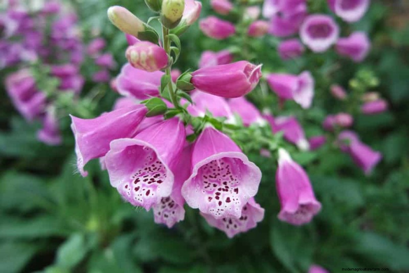 Best Flowering Plants for Zone 7: Year-Round Blooms