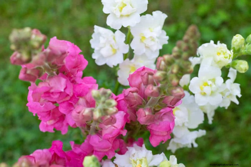 Best Flowering Plants for Zone 7: Year-Round Blooms