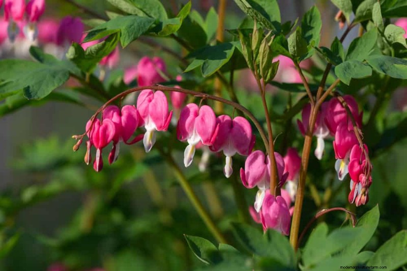Best Flowering Plants for Zone 7: Year-Round Blooms