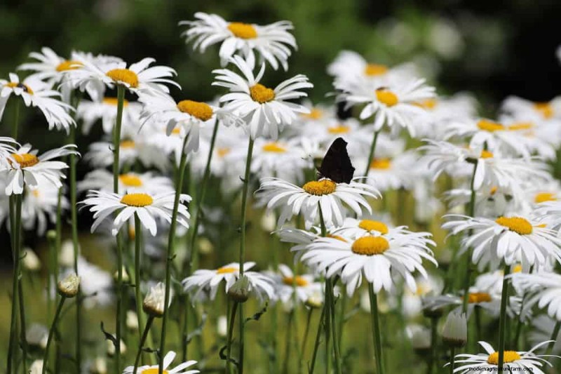 Best Flowering Plants for Zone 7: Year-Round Blooms
