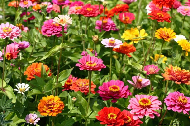 Low-Maintenance Flowers: 30 Beautiful Blooms for Effortless Gardening