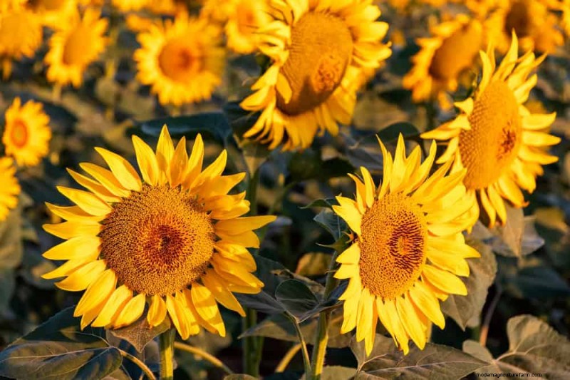 Low-Maintenance Flowers: 30 Beautiful Blooms for Effortless Gardening