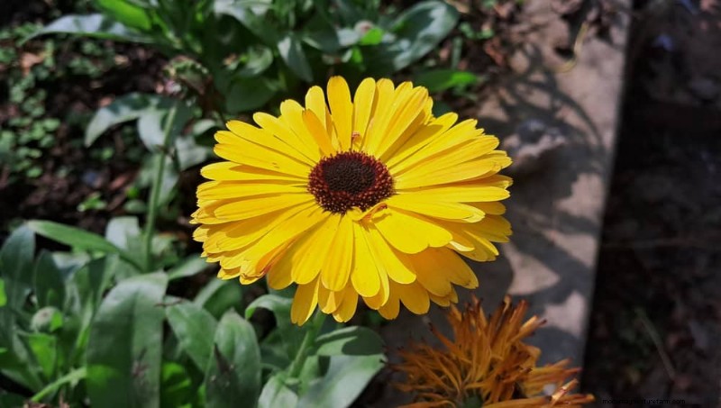 Low-Maintenance Flowers: 30 Beautiful Blooms for Effortless Gardening