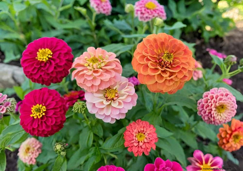 Low-Maintenance Flowers: 30 Beautiful Blooms for Effortless Gardening