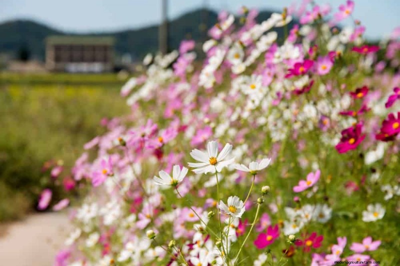 Low-Maintenance Flowers: 30 Beautiful Blooms for Effortless Gardening