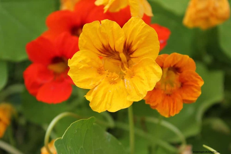Low-Maintenance Flowers: 30 Beautiful Blooms for Effortless Gardening