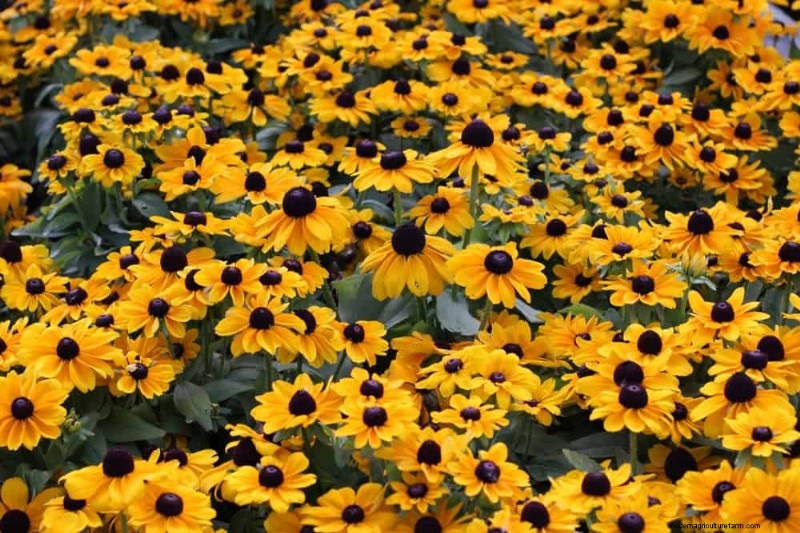 Low-Maintenance Flowers: 30 Beautiful Blooms for Effortless Gardening