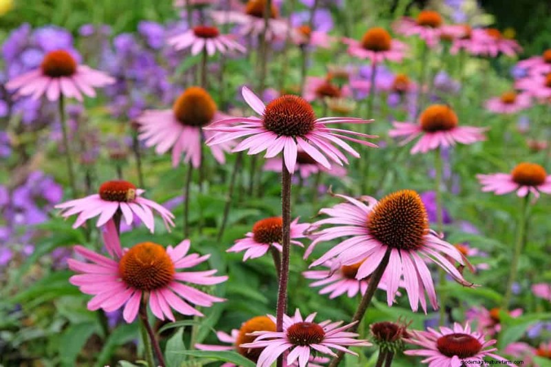 Low-Maintenance Flowers: 30 Beautiful Blooms for Effortless Gardening