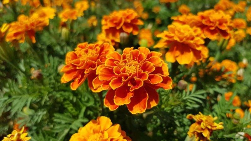 Low-Maintenance Flowers: 30 Beautiful Blooms for Effortless Gardening