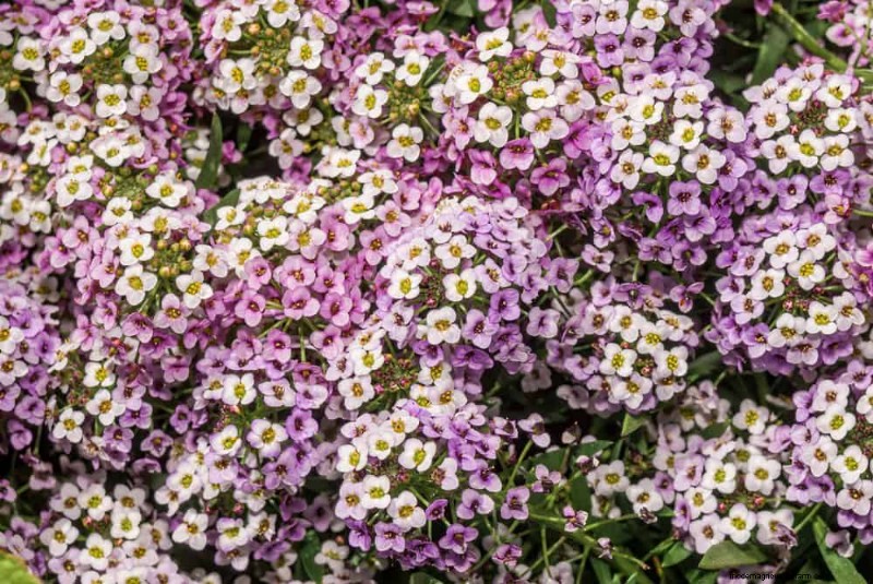 Low-Maintenance Flowers: 30 Beautiful Blooms for Effortless Gardening