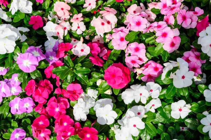 Low-Maintenance Flowers: 30 Beautiful Blooms for Effortless Gardening