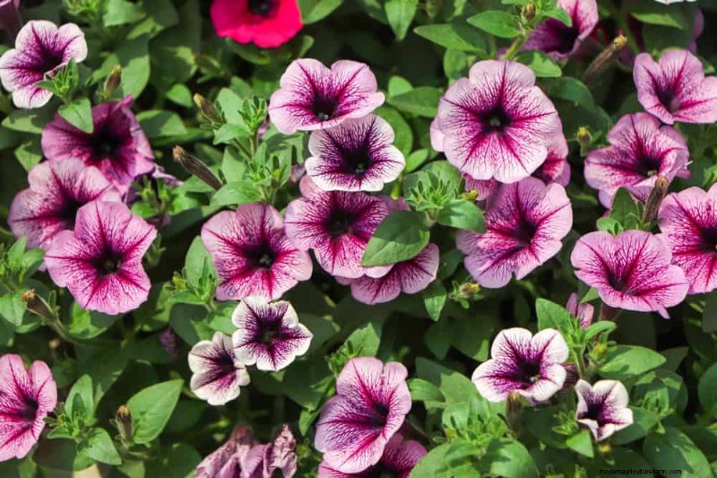 Low-Maintenance Flowers: 30 Beautiful Blooms for Effortless Gardening