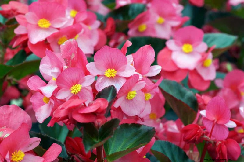 Low-Maintenance Flowers: 30 Beautiful Blooms for Effortless Gardening