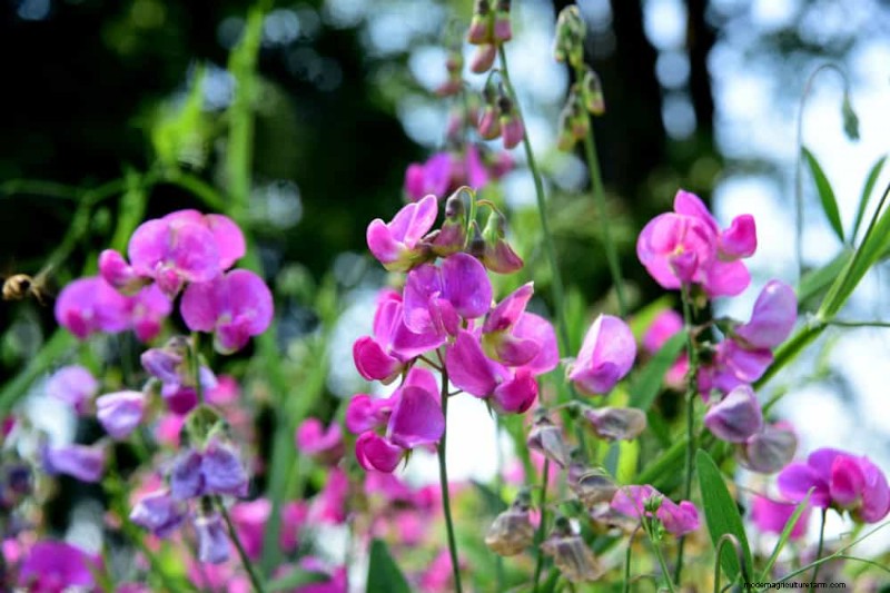 Low-Maintenance Flowers: 30 Beautiful Blooms for Effortless Gardening