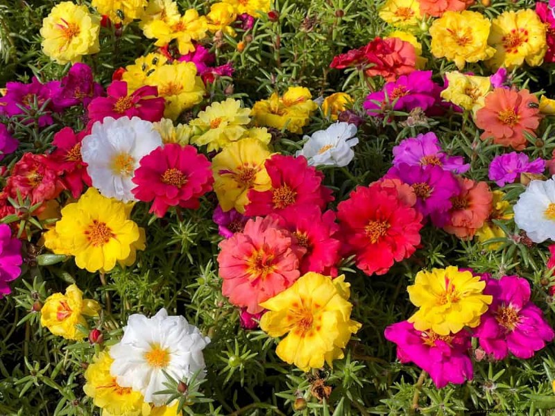 Low-Maintenance Flowers: 30 Beautiful Blooms for Effortless Gardening