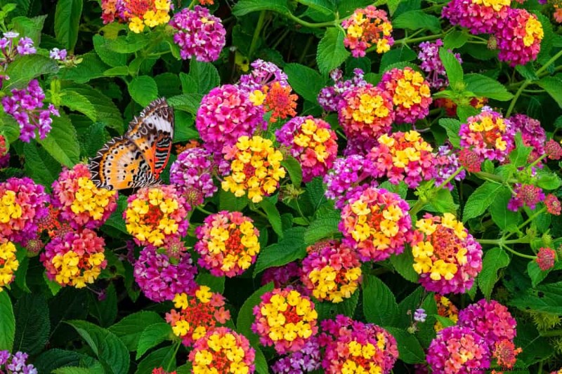 Low-Maintenance Flowers: 30 Beautiful Blooms for Effortless Gardening