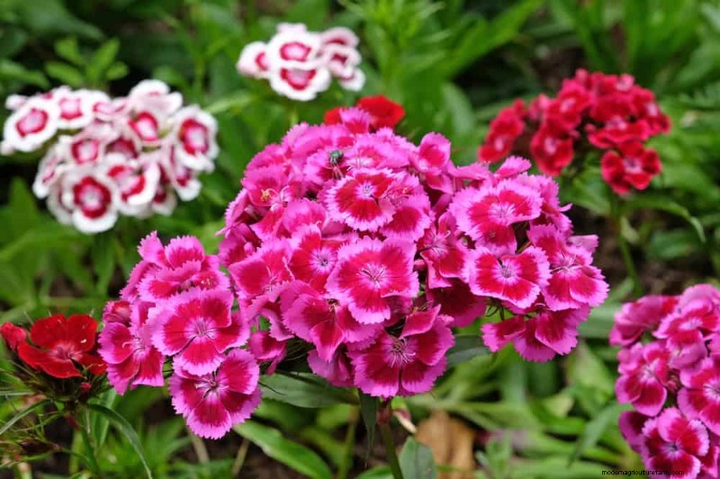 Low-Maintenance Flowers: 30 Beautiful Blooms for Effortless Gardening